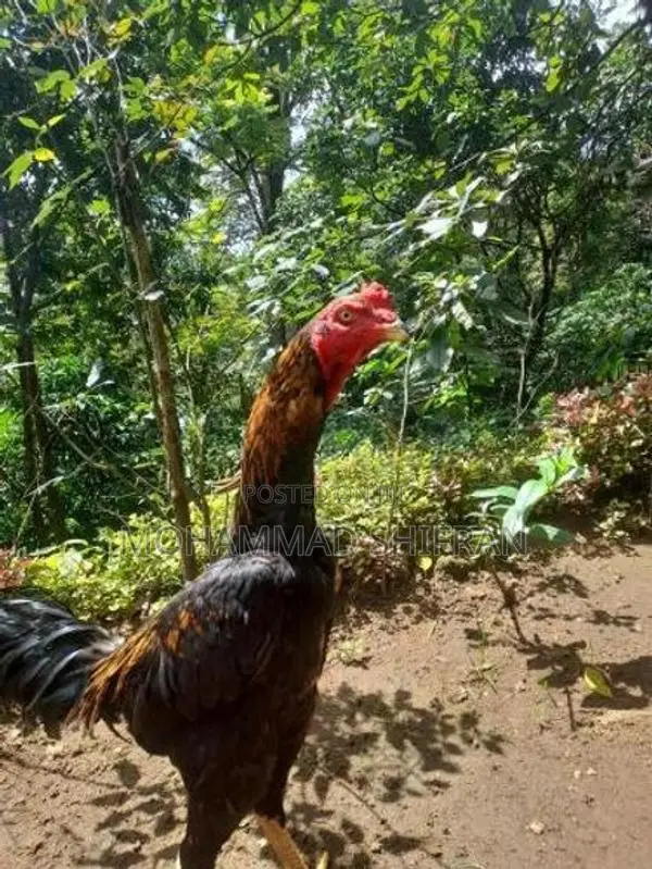 Indian Aseel Rooster