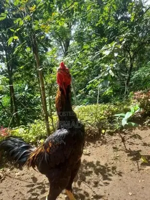 Indian Aseel Rooster