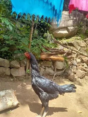 Indian Aseel Rooster