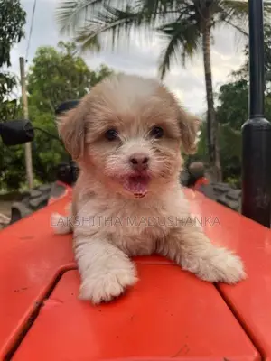 Shih Tzu Dog