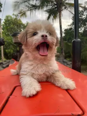 Shih Tzu Dog