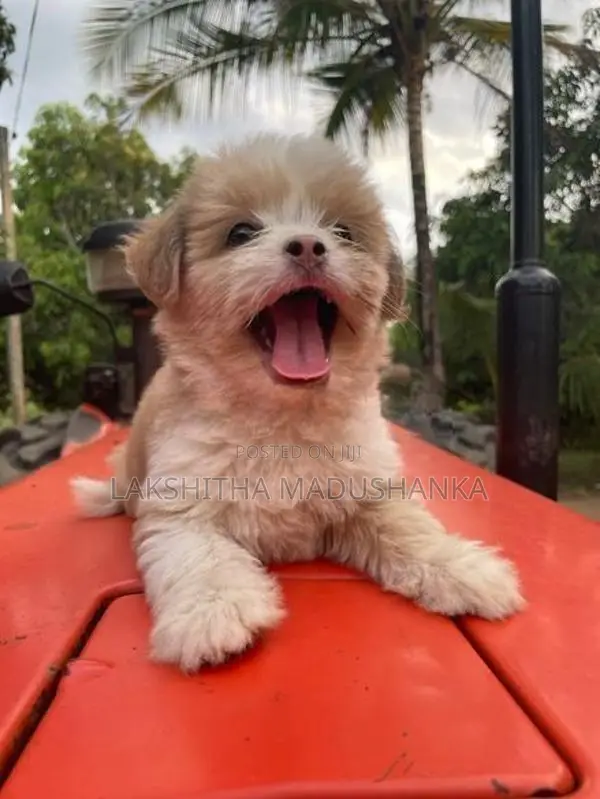 Shih Tzu Dog