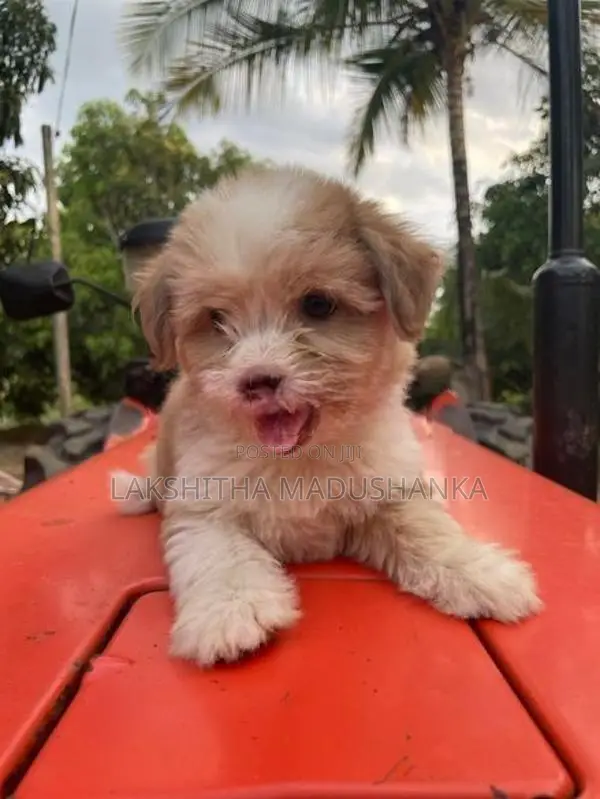 Shih Tzu Dog