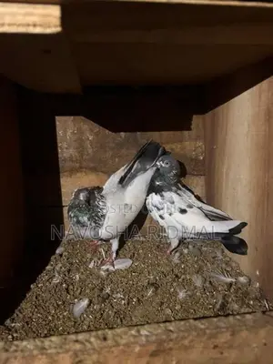 Pigeons