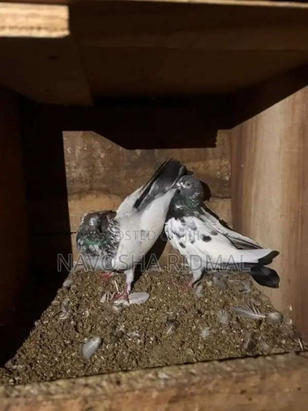 Pigeons