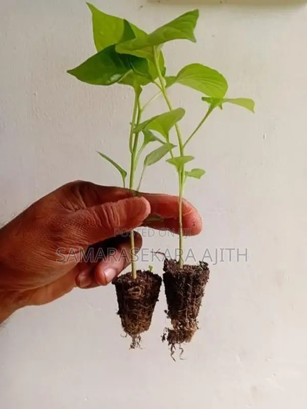 නයි මිරිස් පැල