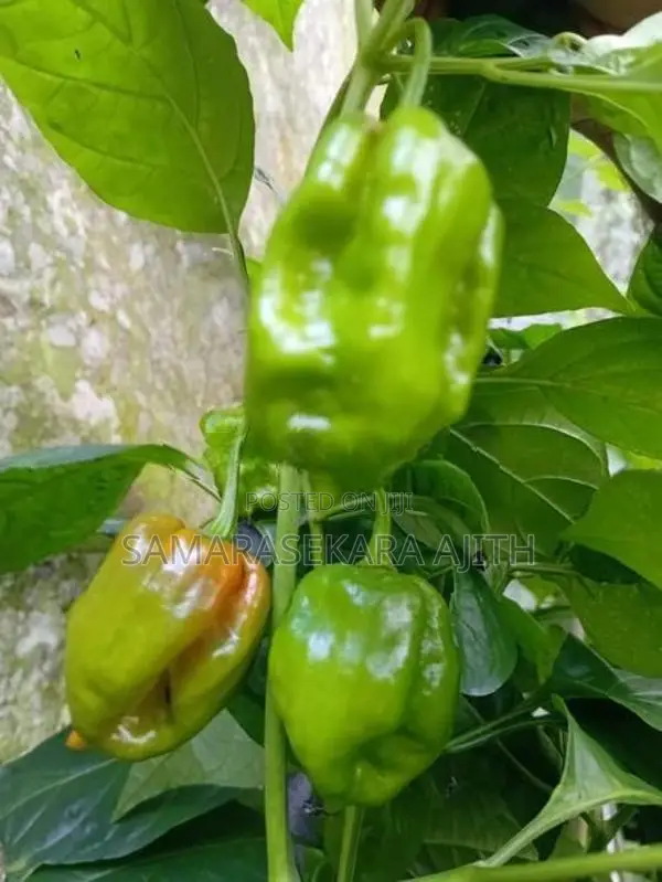 නයි මිරිස් පැල