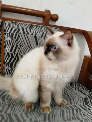 Persian Male Cats
