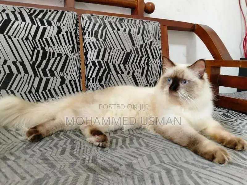 Persian Male Cats