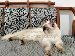 Persian Male Cats