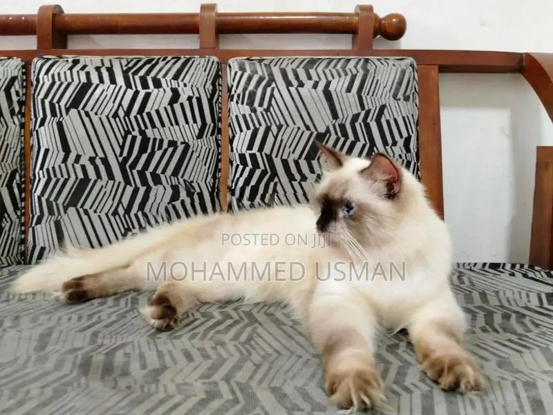 Persian Male Cats