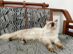 Persian Male Cats