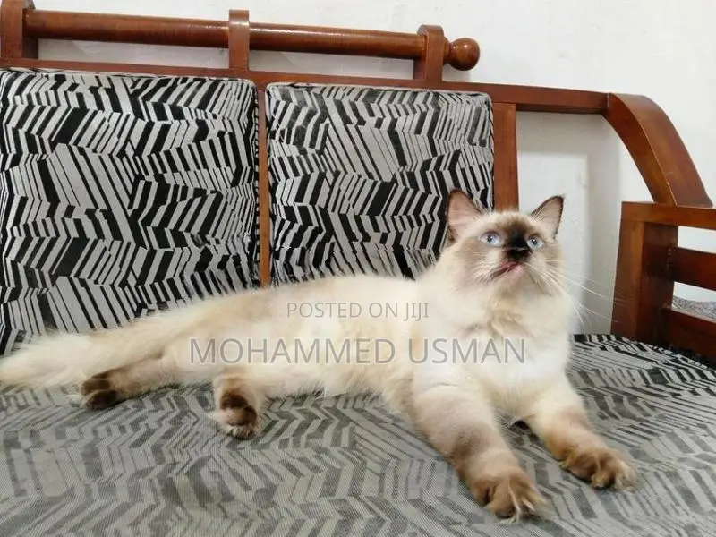 Persian Male Cats