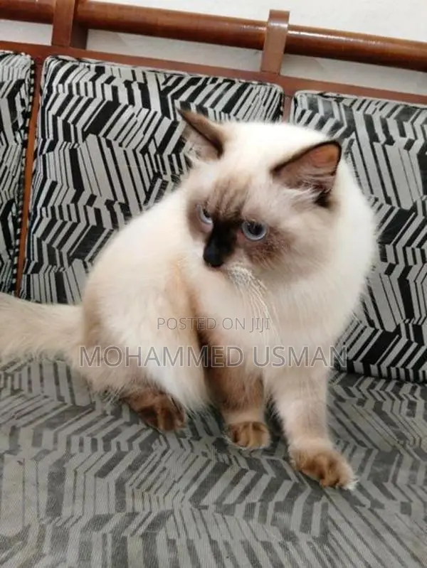 Persian Male Cats
