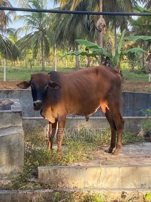 Male Cow