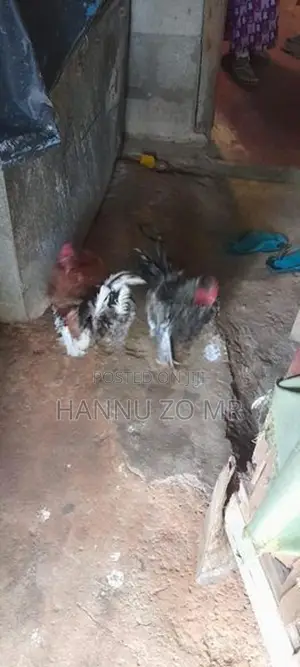 Bantam Chickens