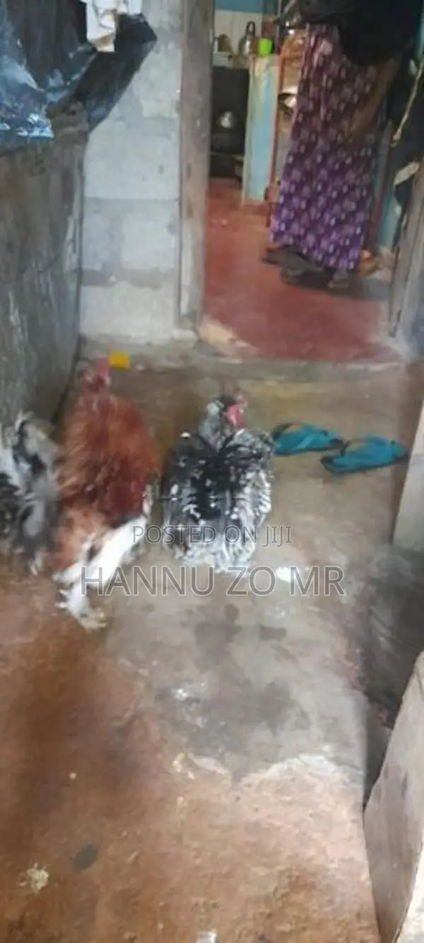 Bantam Chickens