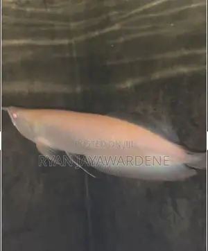 Red Eye Albino Arowana