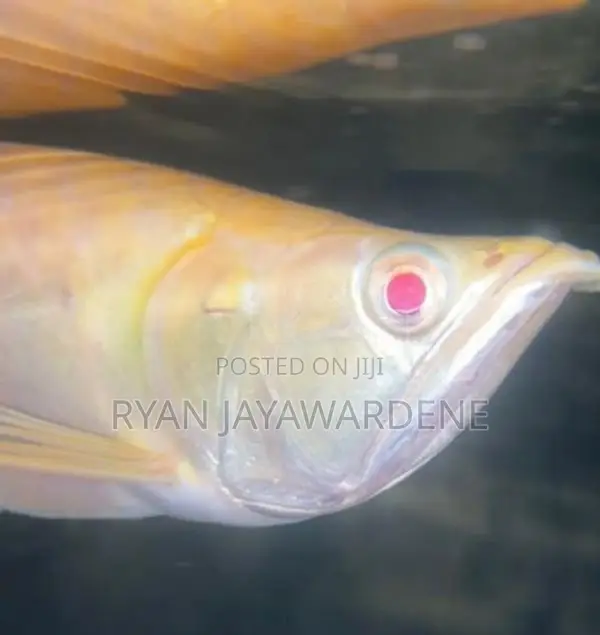 Red Eye Albino Arowana