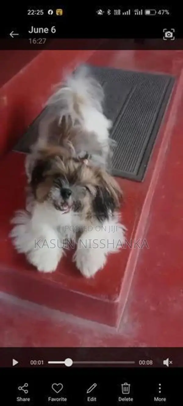 Shih Tzu Puppy