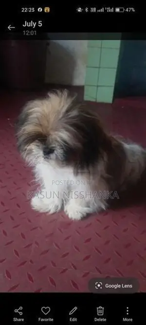 Shih Tzu Puppy