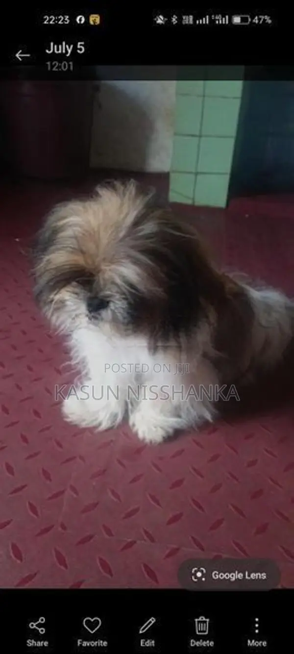 Shih Tzu Puppy