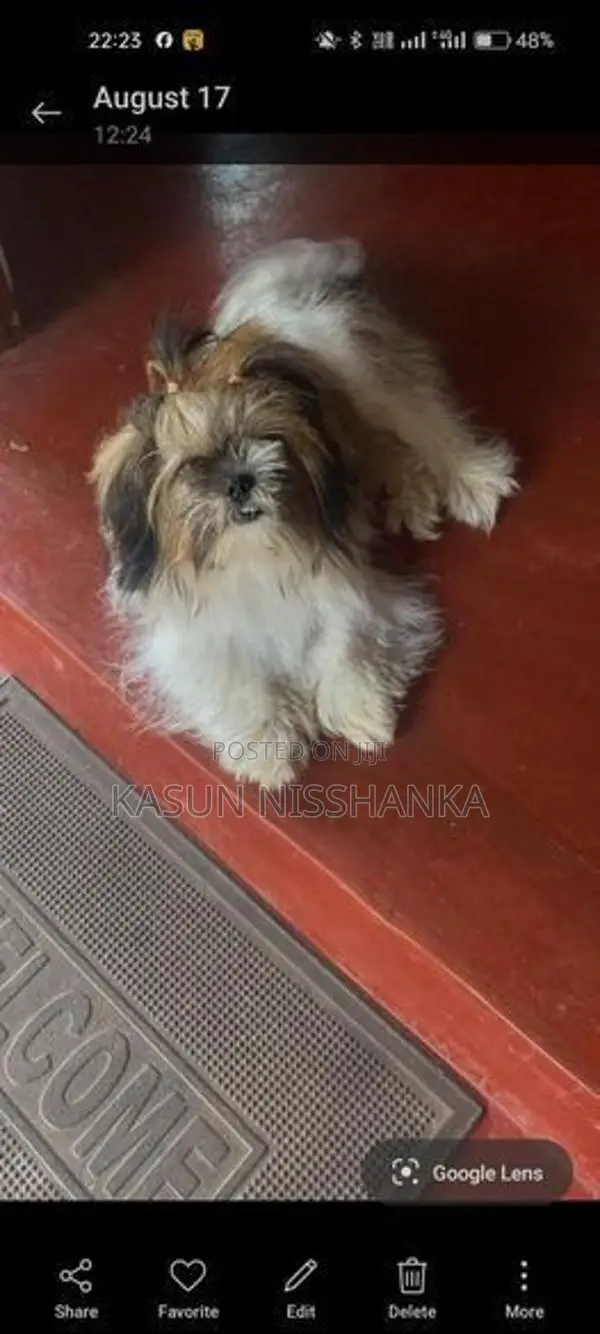 Shih Tzu Puppy