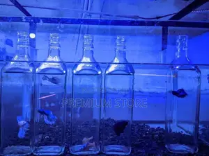 Fighter Fishes