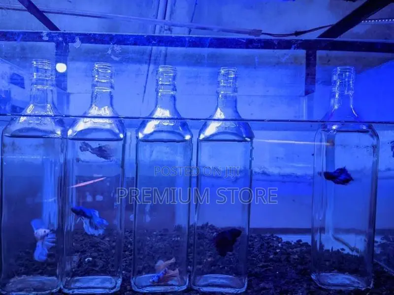 Fighter Fishes