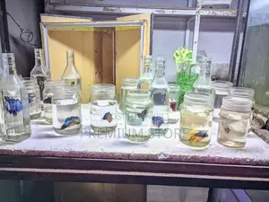 Fighter Fishes