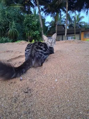 A Persian Mixed Cat