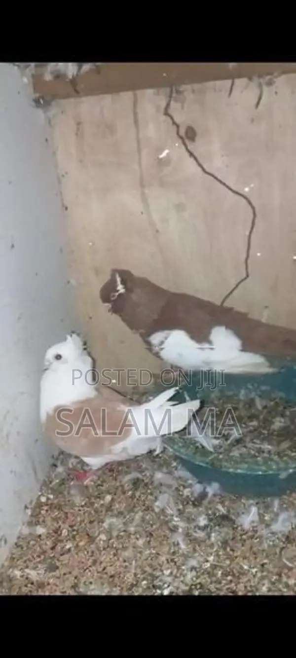 Pigeons