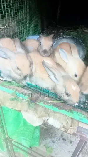 හවාන් විකිනිමට අත