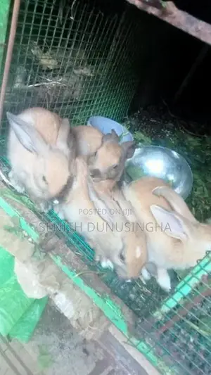 හවාන් විකිනිමට අත