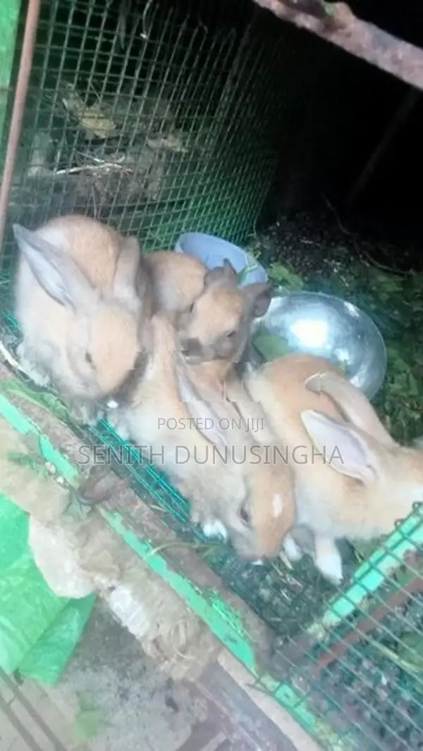 හවාන් විකිනිමට අත