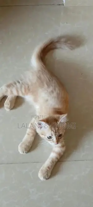Ginger Colour Pet