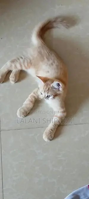 Ginger Colour Pet