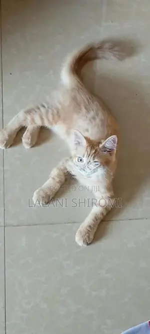 Ginger Colour Pet
