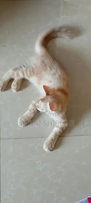 Ginger Colour Pet