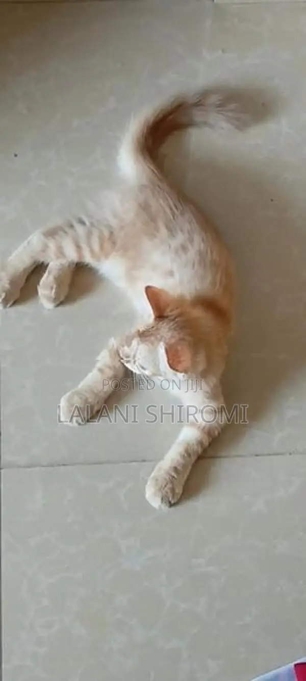 Ginger Colour Pet