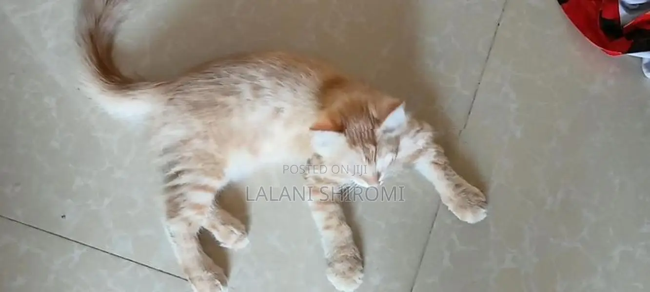 Ginger Colour Pet