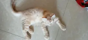 Ginger Colour Pet