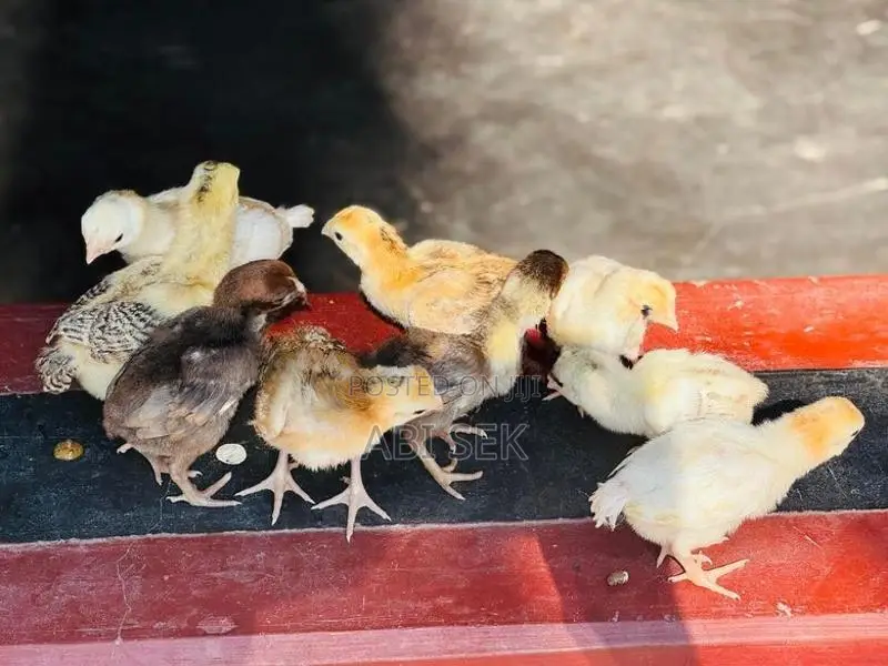 Aseel Long Tail Chicks