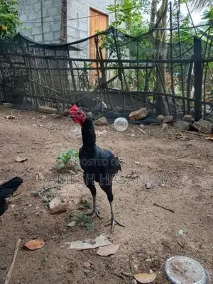 බුරුම කුකුලා