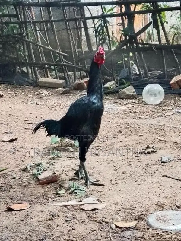 බුරුම කුකුලා