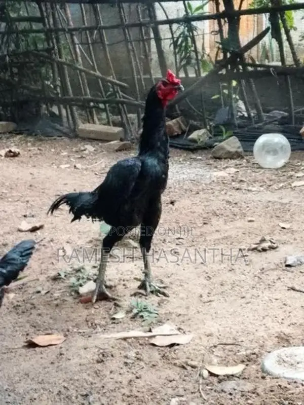 බුරුම කුකුලා