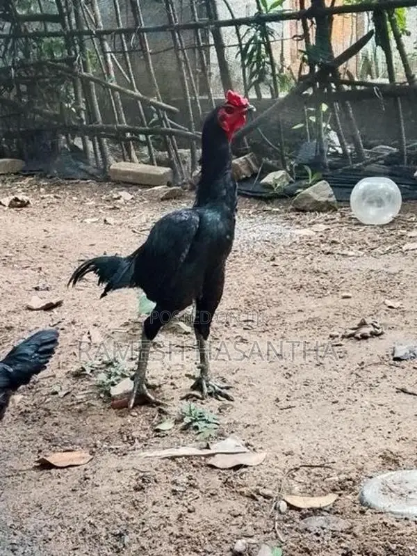 බුරුම කුකුලා