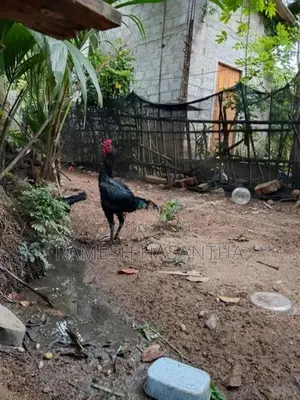 බුරුම කුකුලා