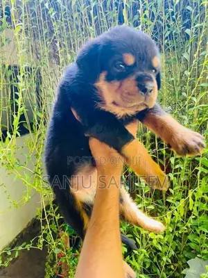 Rottweiler Puppy