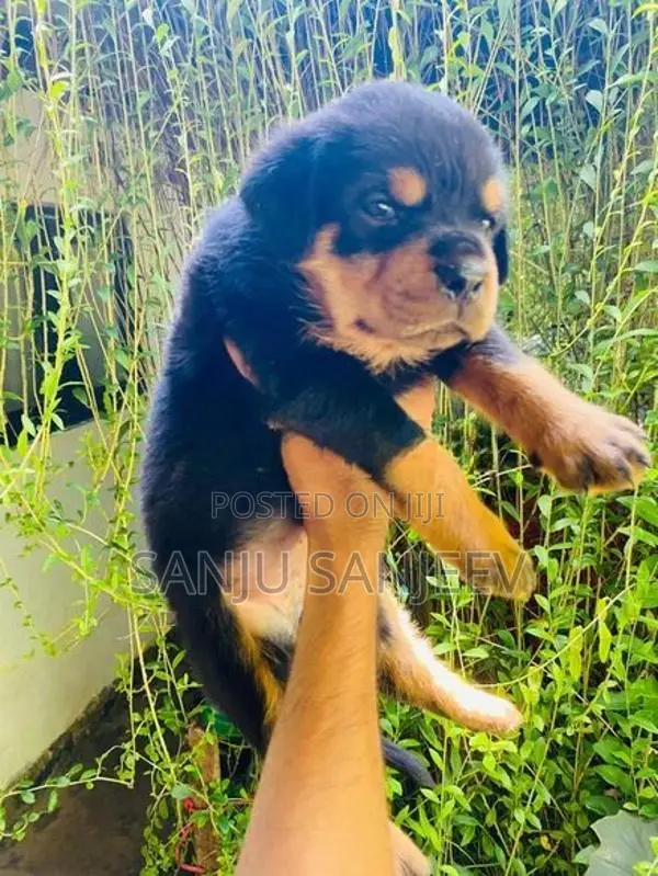 Rottweiler Puppy
